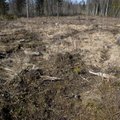 Metsakaja: Soomes kasvavad kodumaise puidutoorme hulk, vastasseis lageraiele ja valgesaba-pampahirvede arvukus