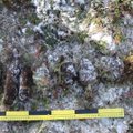 Tartumaal leiti metsast 12 käsigranaati ja kolm mürsku