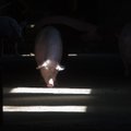 Lätis tuleb hukata 40 000 siga