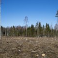 Loodusfotograafid pöördumises keskkonnaministri poole: valusalt torkab silma vana metsa vähenemine ja asendumine noorendike või segipööratud metsamaaga