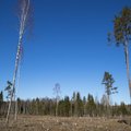 Eesti ja kogu Euroopa metsaraie on järsult hoogustunud