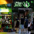 Разрешена ли марихуана в Таиланде? Что нужно знать туристам