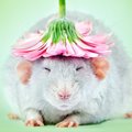 GALERII | Kuidas suhtud rottidesse? Fotograaf on rottide negatiivse maine kummutamiseks aastate jooksul neist imearmsad fotod jäädvustanud