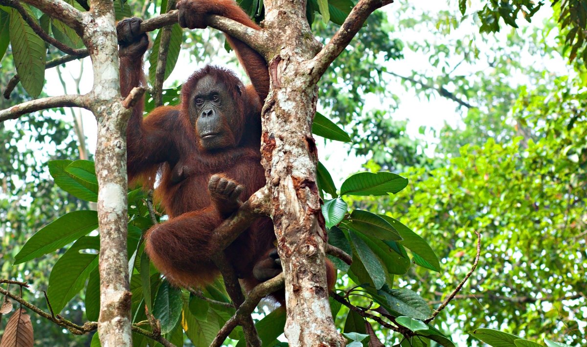 Orangutan looduslikult lopsakas vihmametsas