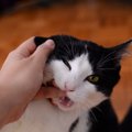 Miks kass hammustama kipub, kui talle pai teha?