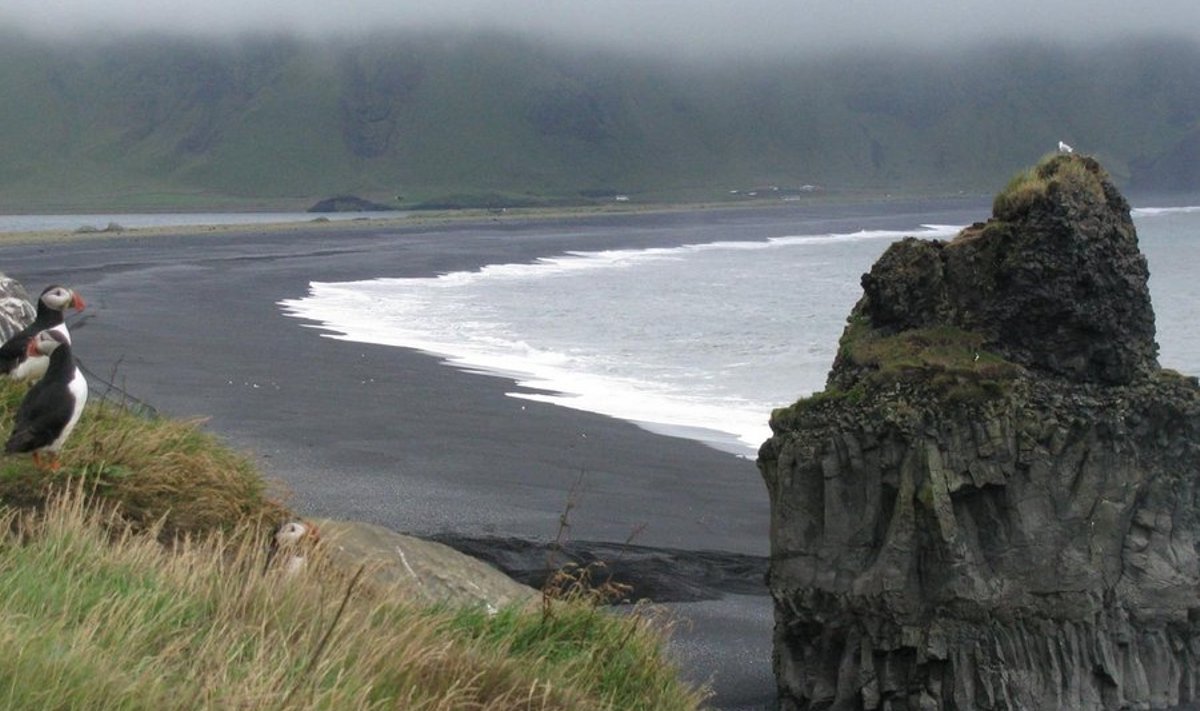 Lunnid Reynisfjalli kaljudel Islandi lõunaosas (Foto: Erik Rand)