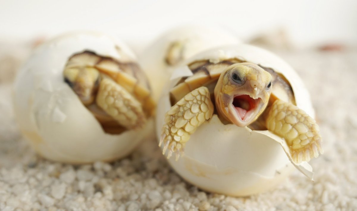 Kilpkonnabeebid on küll nunnud, kuid võivad levitada haigusi.
