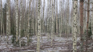 Soome uuring: laienev metsade kaitse võib metsad nooremaks muuta