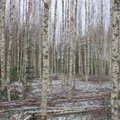 Soome uuring: laienev metsade kaitse võib metsad nooremaks muuta