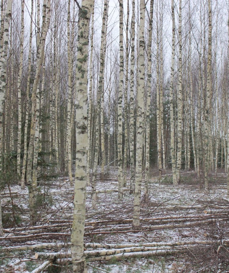 Noore metsa hõredamaks raiumine ehk harvendusraie on tavapärane majandusvõte nii Soome kui ka Eesti metsades.