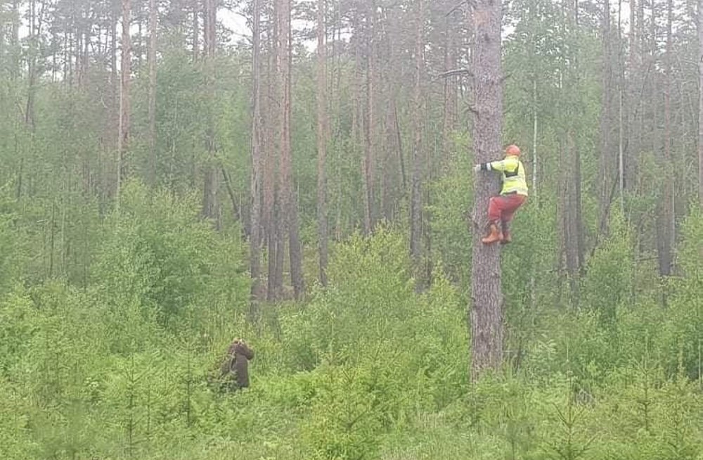 Можно ли сбежать. Человек спасается от медведя на дереве. Человек на дереве от медведя. Залезть на дерево. Медведь залез на дерево.