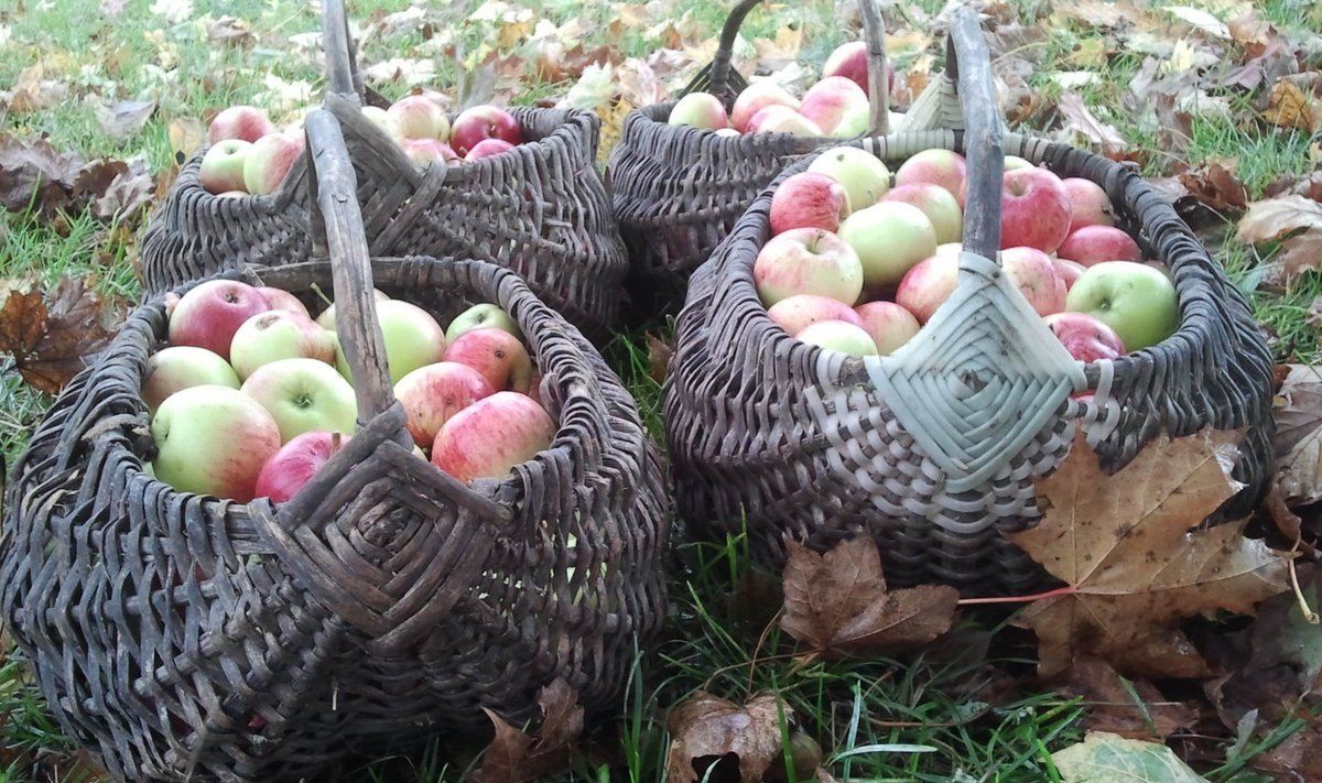 Eriti viljakas õuna-aasta soosib talveks head tervist.