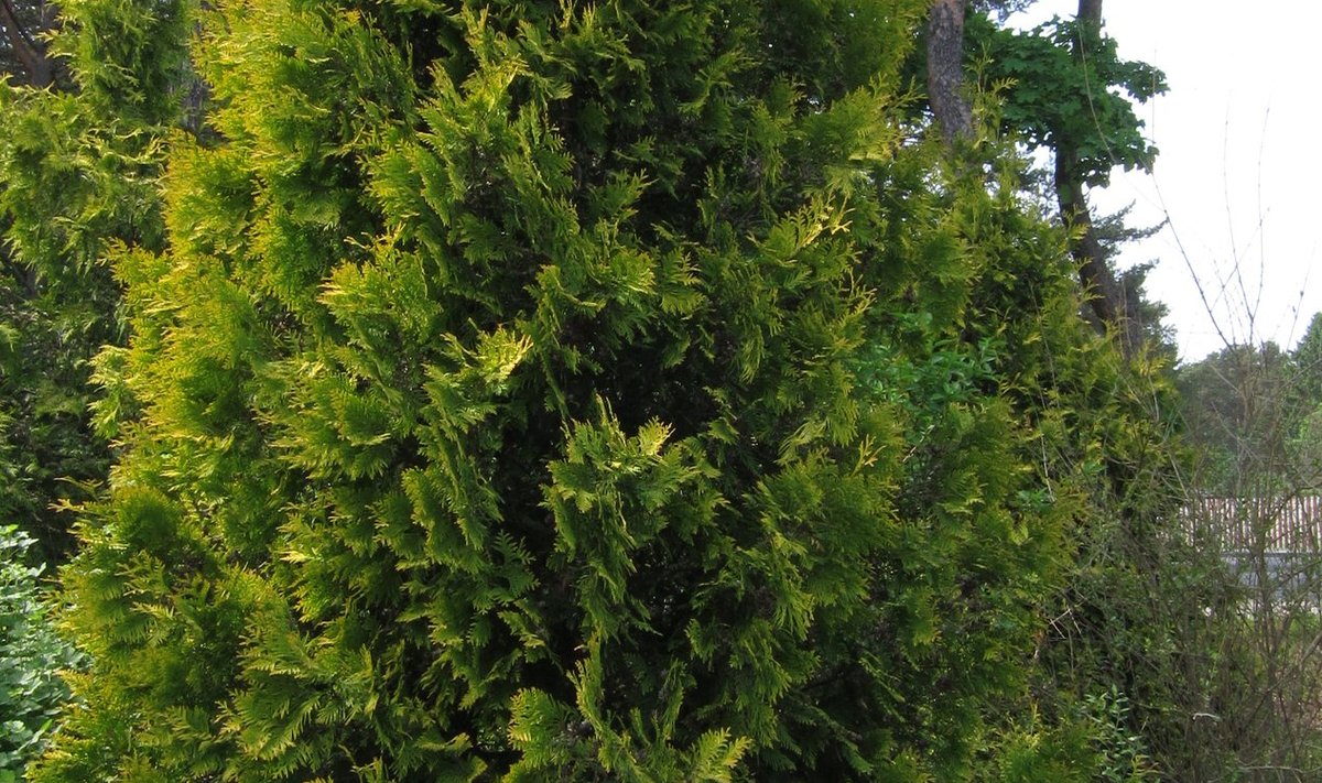 Harilik elupuu ‘Yellow Ribbon’ Tallinna Botaanikaaias.
