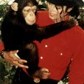 ANDEKAS PÄRDIK: Michael Jacksoni šimpans kogus kunstimüügiga ahvide varjupaigale raha