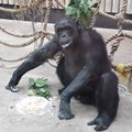 Tallinna Loomaaia šimpans Pino sai 30-aastaseks