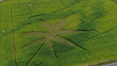 ФОТО и ВИДЕО | На конопляном поле в волости Канепи снова создали лабиринт - да-да, в форме листка конопли