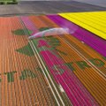В Нидерландах цветут тюльпаны, но туристы сидят дома. Специально для них на полях оставляют послания