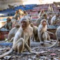 ВИДЕО | Город в Таиланде захватили обезьяны