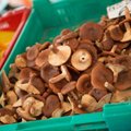 Миколог рассказал, почему старыми грибами можно отравиться