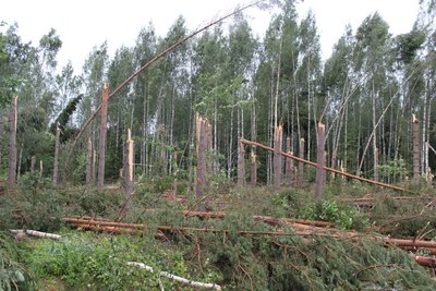 Tormi tekitatud kahju Lõuna-Eesti metsades