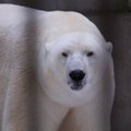 Tallinna loomaaed kutsub homsel jääkarupäeval jääkarusid uudistama ja pakub toredaid üritusi
