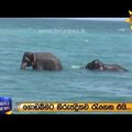 VIDEO | Haruldane päästeoperatsioon: Sri Lanka laevastik tõttas appi kahele ookeani uppuvale elevandile