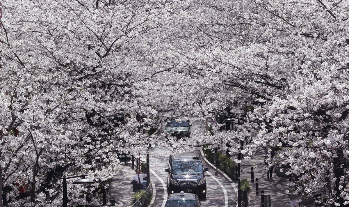 Kirsiõied Jaapanis