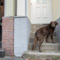 KUI LEMMIKLOOM RAUGASTUB | 21. sajandi dementsed koerad ei leia küla pealt koduustki üles