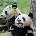 Pandad ei olegi Hiinast pärit, nende esivanem leiti meile oluliselt lähemalt