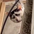 ФОТО | Самый печальный котик в мире живет в Китае