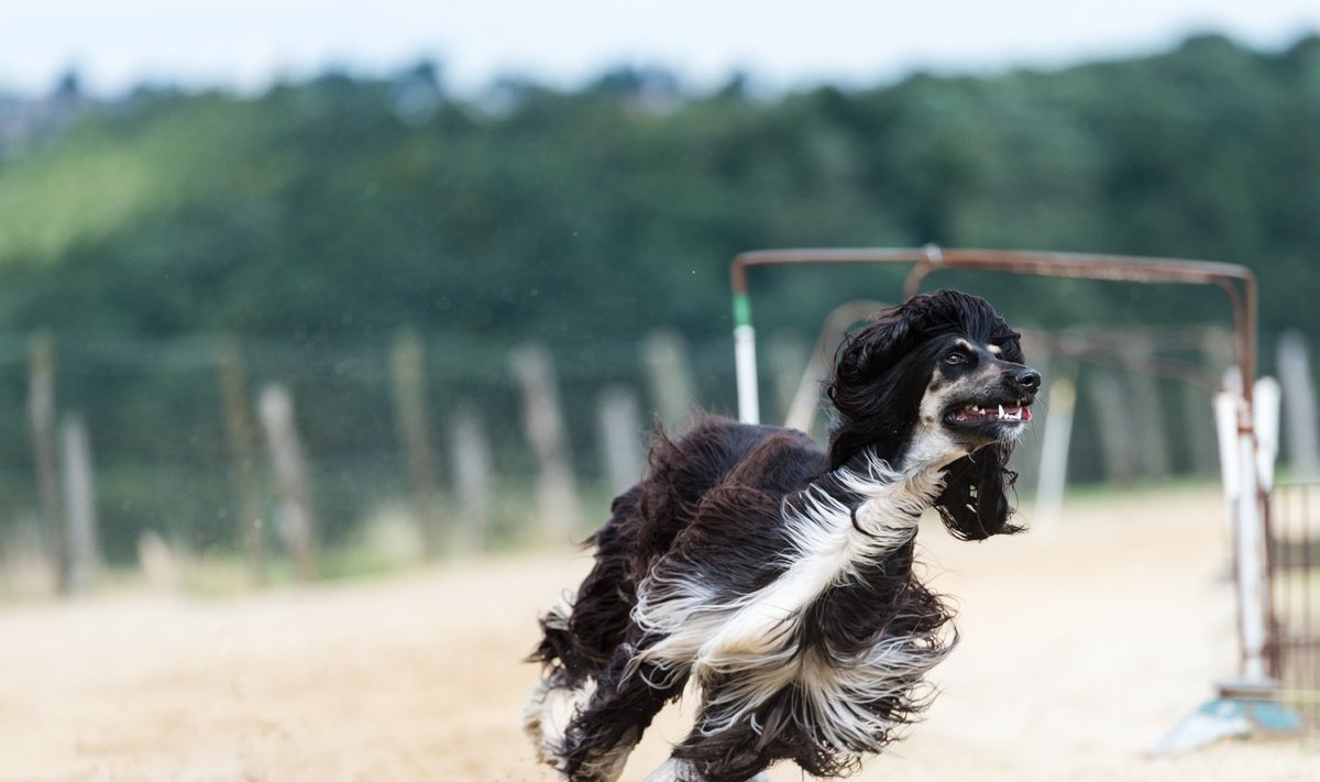 Inimesed on aretuse käigus muutnud koeri nii, et mõned neist võivad joosta enamikest loomadest kiiremini.