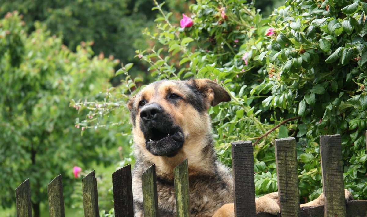 Pane tähele, et püstised aialipid on koerale ohtlikud. Koer võib sinna kaelarihma pidi kinni jääda, end vigastada või sootuks lämbuda.