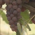 KODUSAADE: Viinamarjad Eesti kliimas — kuidas kasvatada