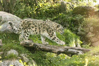Lumeleopardipäev Tallinna loomaaias