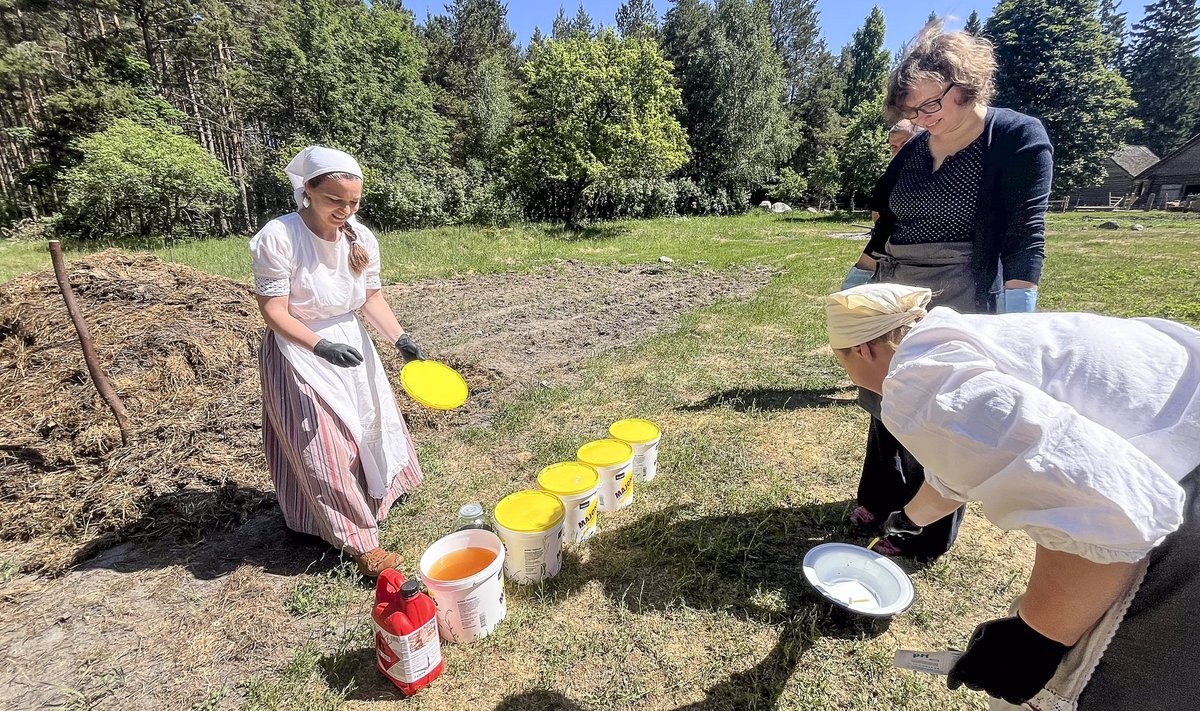 Hiiumaa Mihkli talumuuseumi sellesuvine suur ettevõtmine on lõnga värvimine traditsioonilisel viisil: indigo ja kusega.