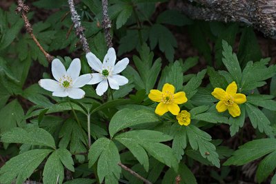 Белая ветреница дубравная (Anemone nemorosa) и жёлтая ветреница лютичная (Anemone ranunculoides), по-эстонски – võsaülane ja kollane ülane