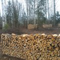 Eestis on iga inimese kohta 1,7 ha metsamaad