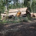 ФОТО: В Лахемаа у походной тропы RMK срубили множество деревьев, защитники природы в ярости