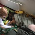 Õnneliku lõpuga lugu toob pisara silma: Eesti korrakaitsjad päästsid jääaugust alajahtunud koera