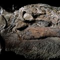 VIDEO: Kanada kaevurid leidsid töö käigus 110 miljoni aasta vanuse haruldase ja enneolematult hästi säilinud leiu