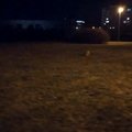 ВИДЕО: Вот это номер! По парку Кивила в Ласнамяэ бегал заяц