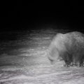 Erakordne olukord Jõgevamaal: karud ei plaanigi talveunne jääda. Mis on juhtunud? 