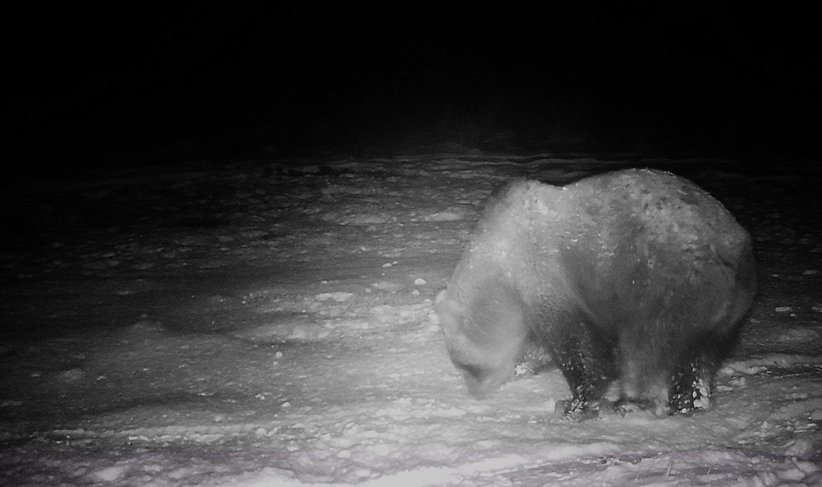 Jõgevamaal pole see karu veel magama läinud.