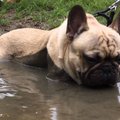 Naljakas VIDEO | Tõeline mudamöll ja poripidu! Lemmikloomad teavad hästi, kuidas täiel rinnal lõbutseda!