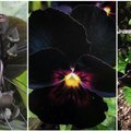 Больше драмы: 9 черных цветов, которые сделают ваш сад необычным