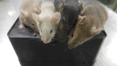Teadlased lõid esimese hiiremudeli, millel on täielik inimese immuunsüsteem
