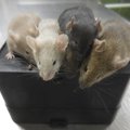 Värske uuring: etanooli sissehingamine aitab hiirtes A-gripi inaktiveerida. Meetod võib aidata ka COVID-19 puhul