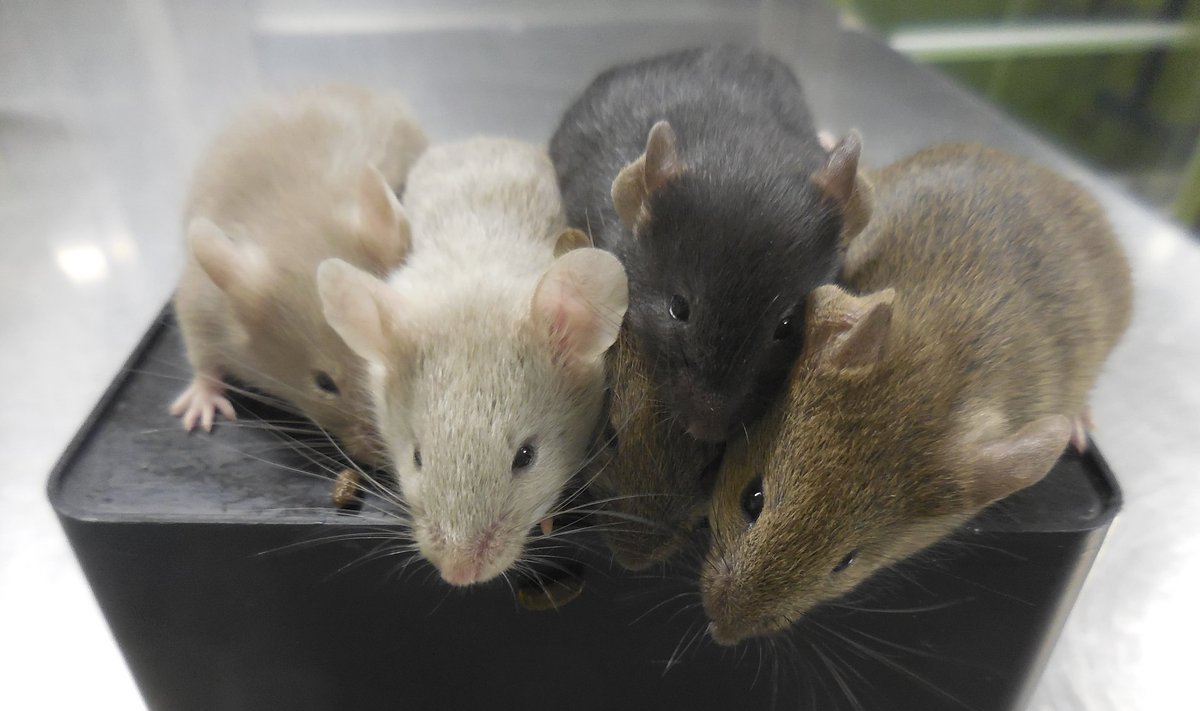 Jaapanis tekitati esmakordselt maailmas kahest isasest hiirest järeltulijad.