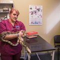 Maaülikooli loomakliinikus tööd alustanud eksootiliste loomade arst ravib nii madusid kui kameeleone
