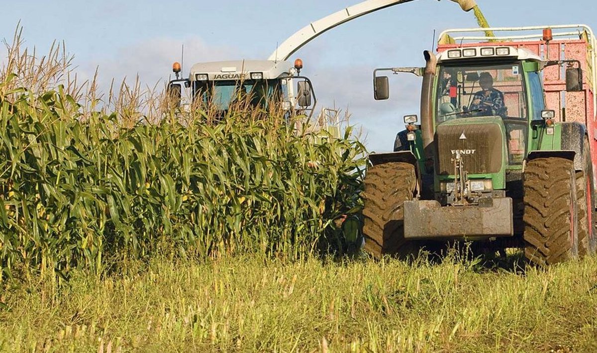 Viimastel nädalatel on Eesti näinud välja natuke Ameerika moodi – põldudel koristatakse maisi. OÜ Viraitos oli seda maas 37 hektarit.